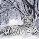 Užívateľov profilový obrázok