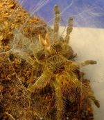 Užívateľov profilový obrázok