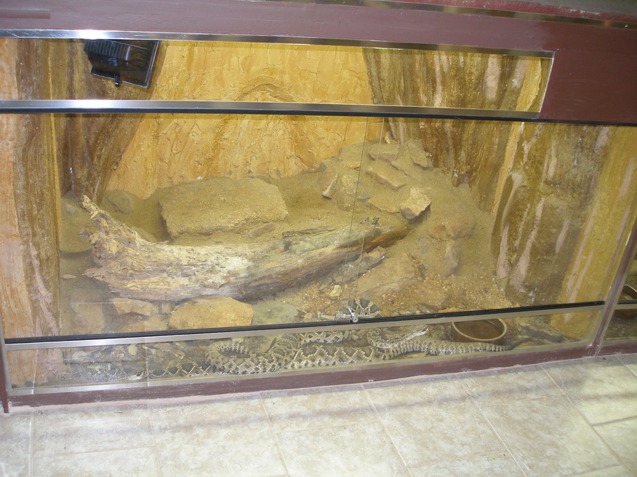 Crolatus sp. par_Zmenit velikost.JPG