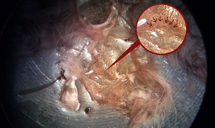 sa teš samica na 100péro.jpg