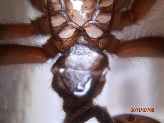 červenec 2011 003.jpg