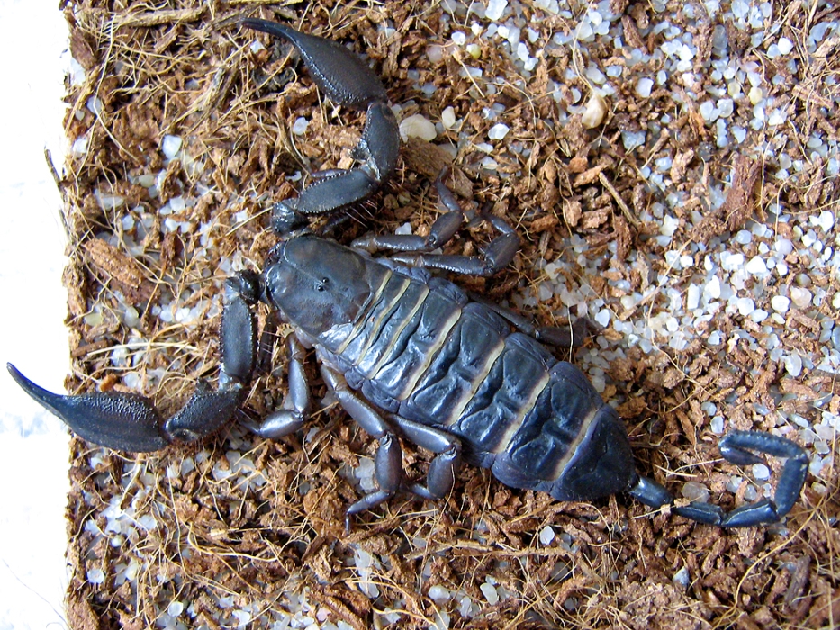 Hadogenes paucidens 0,1 b.jpg