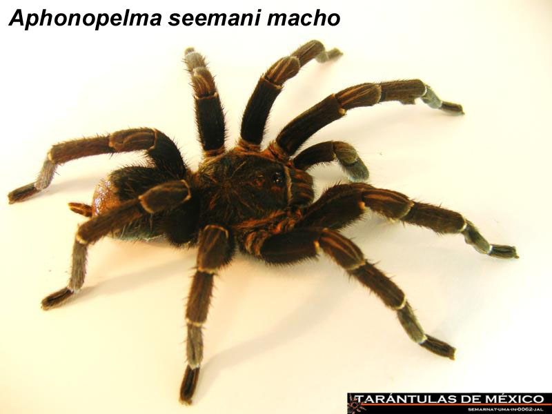 Aphonopelma seemani macho.jpg