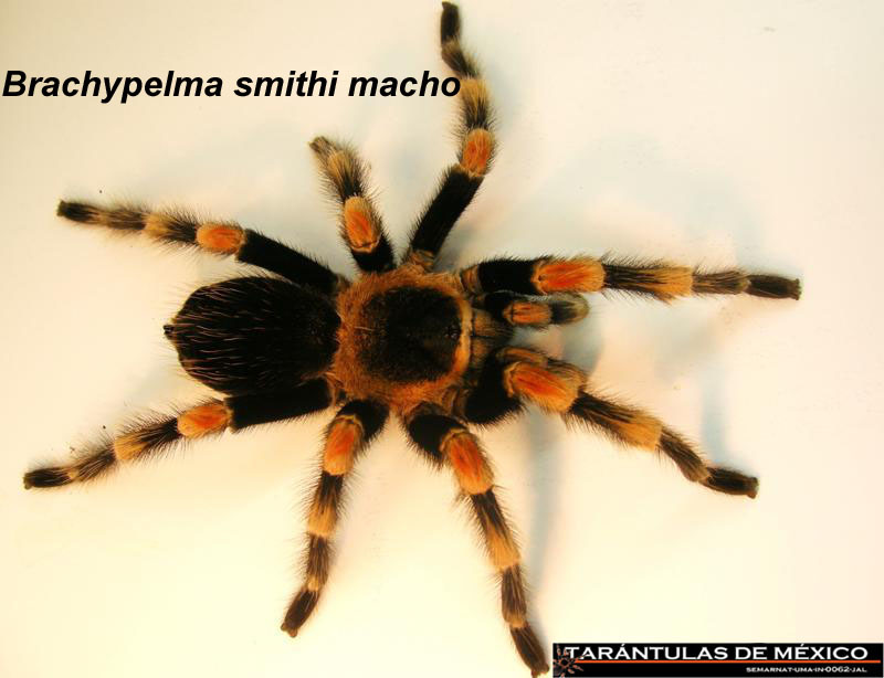 Brachypelma smithi macho.jpg