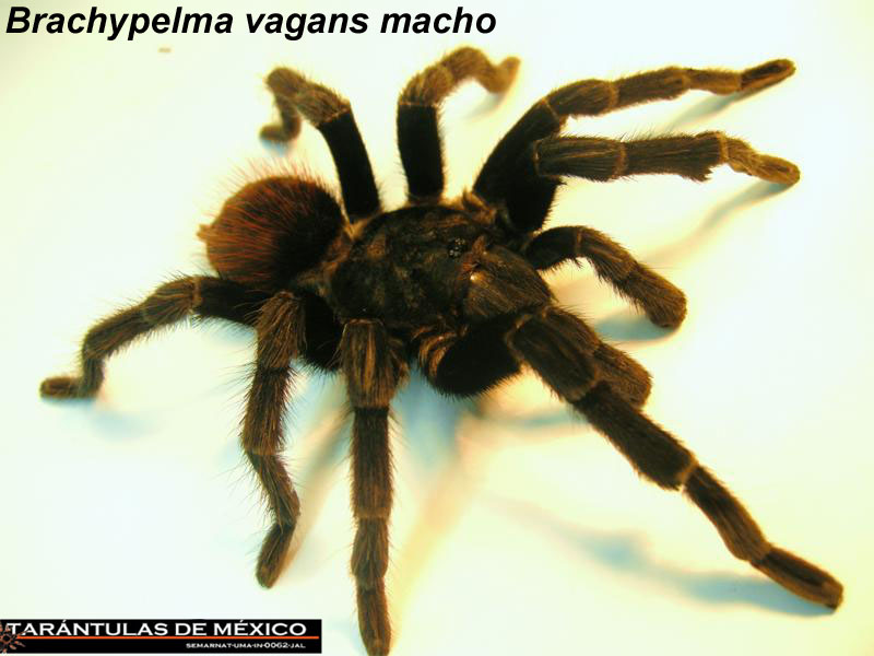 Brachypelma vagans macho.jpg