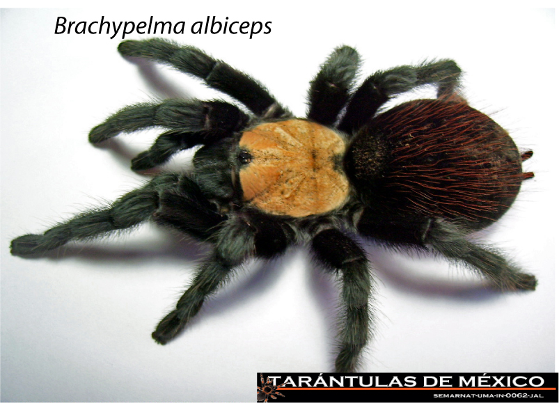 Brachypelma albiceps.jpg