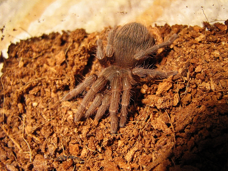 A.seemanni.jpg