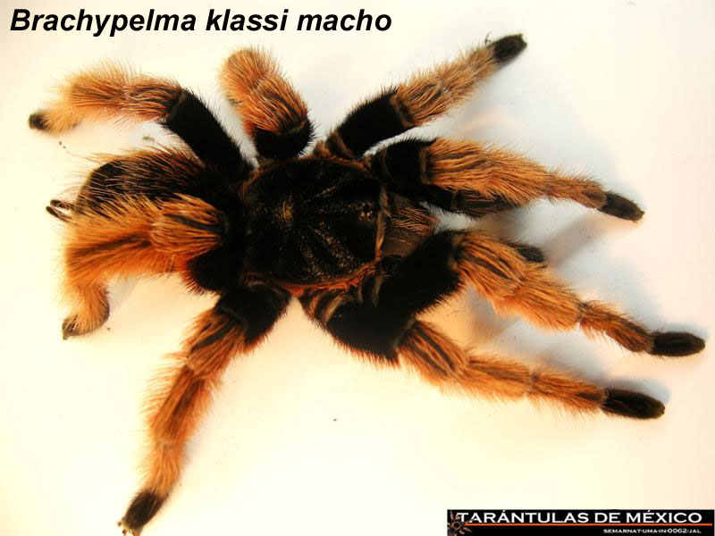 Brachypelma klaasi macho.jpg