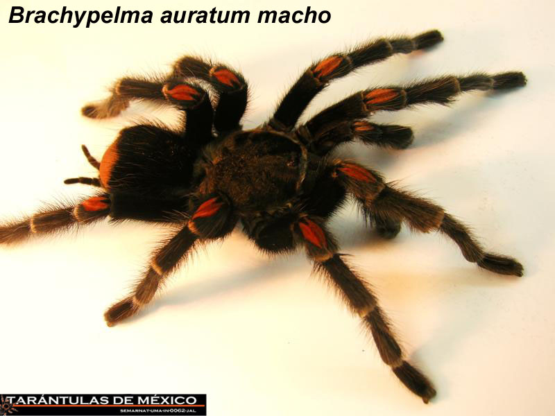 Brachypelma auratum macho.jpg