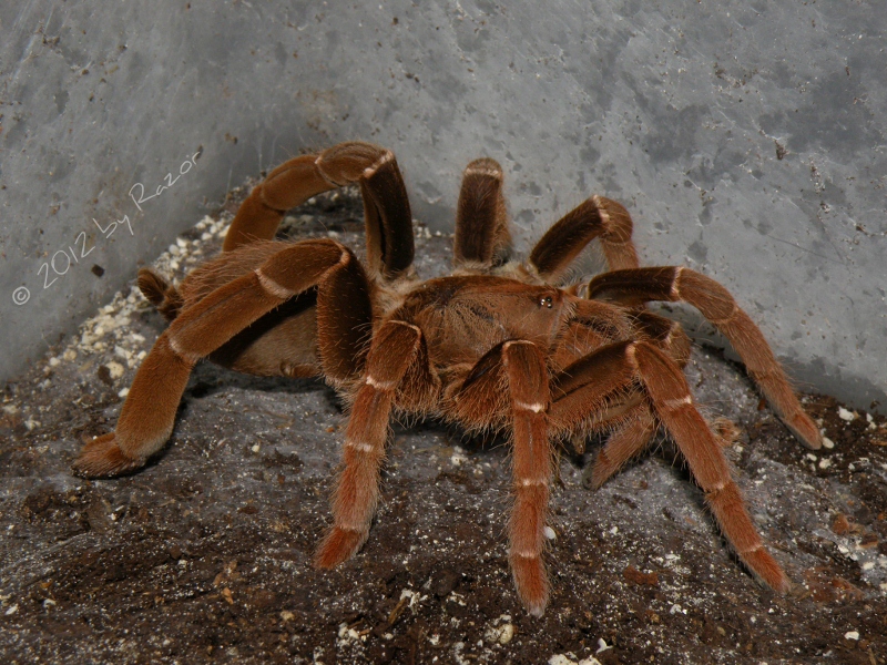 P. muticus (800x600).jpg