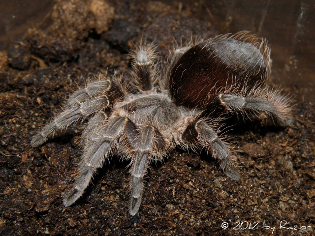 E. weijenberghi (640x480).jpg