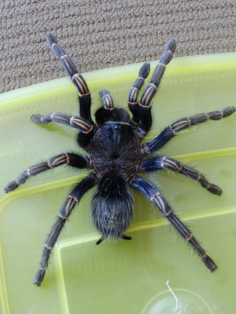 Thrixopelma sp. -E.pulcherimaklaasi_Zmenit velikost_Zmenit velikost.JPG