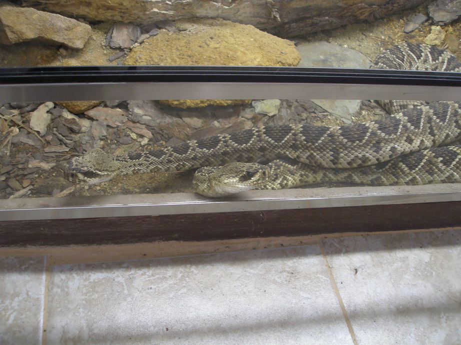 Crotalus sp._Zmenit velikost.JPG